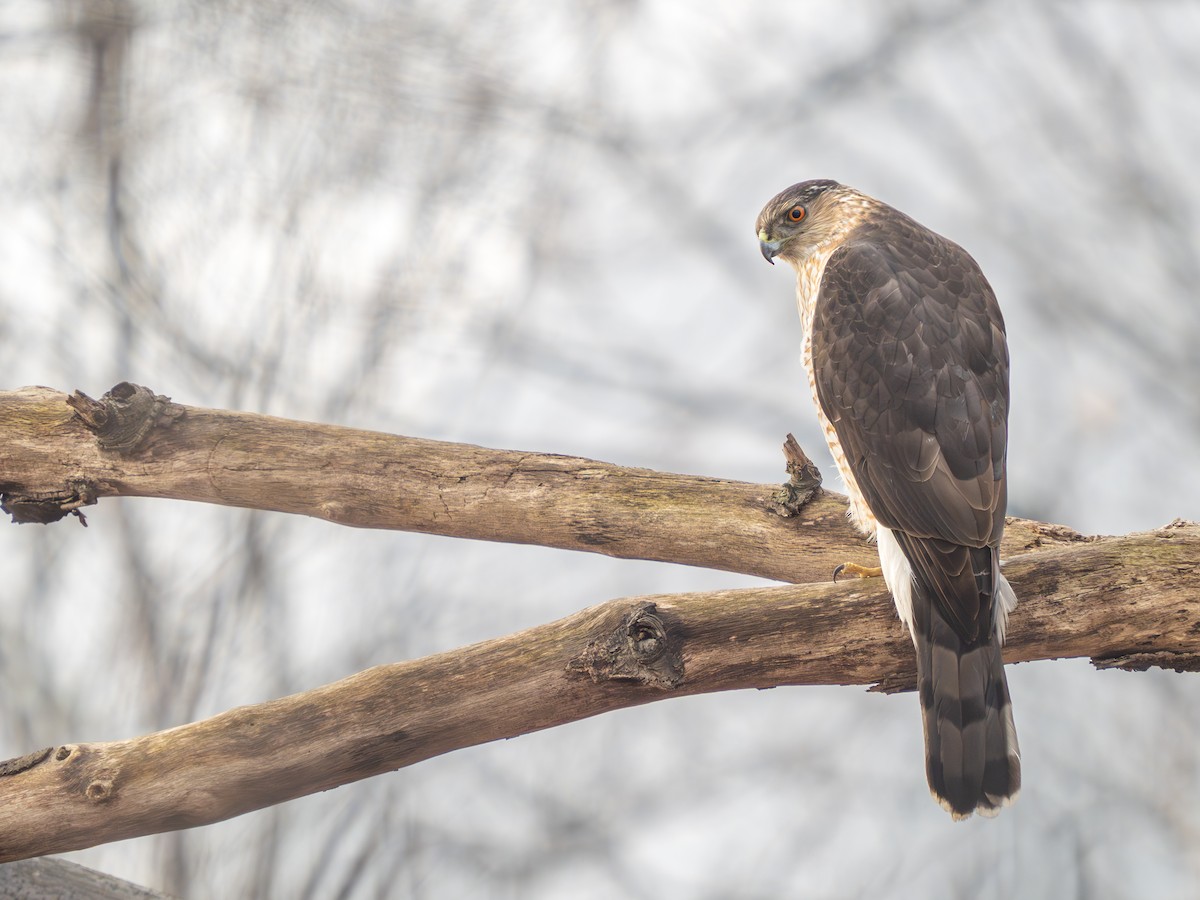 Cooper's Hawk - ML615861828