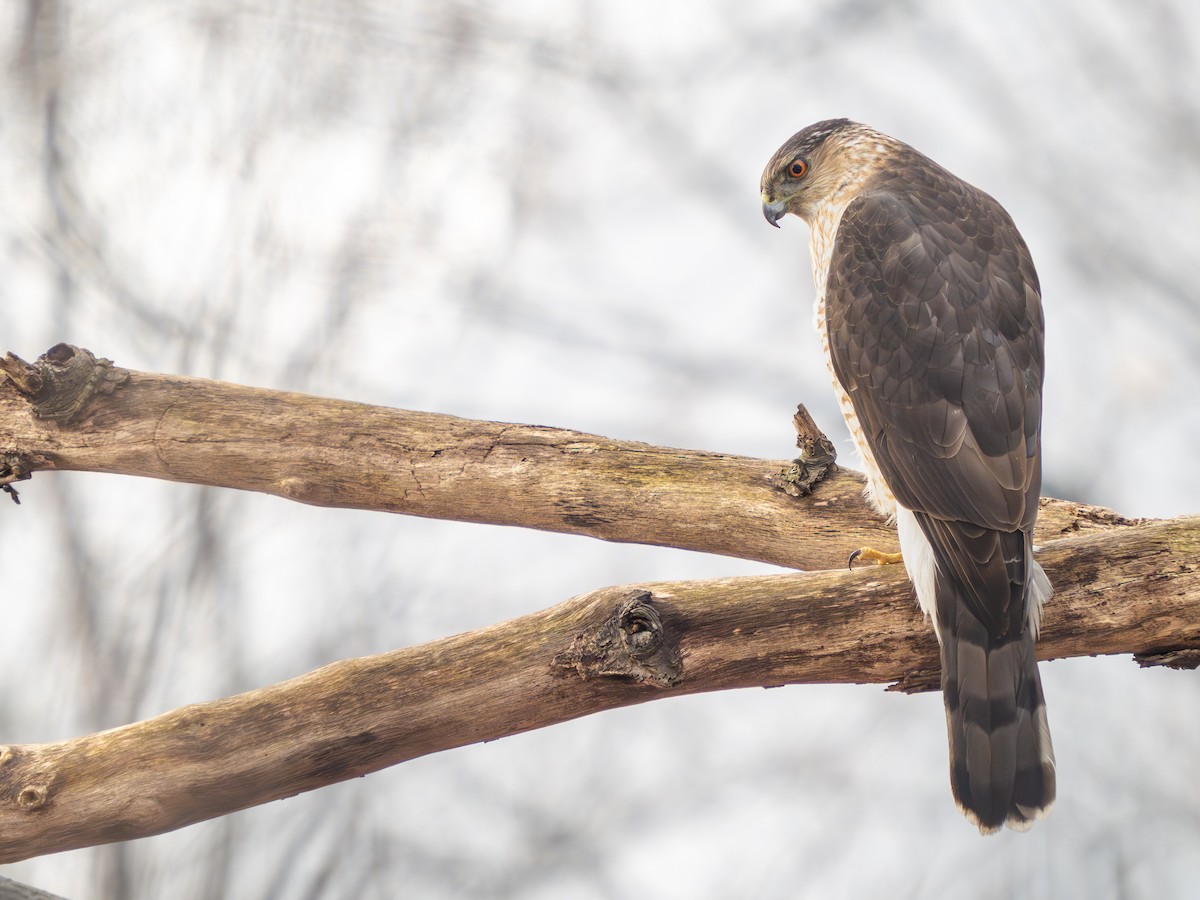 Cooper's Hawk - ML615861829