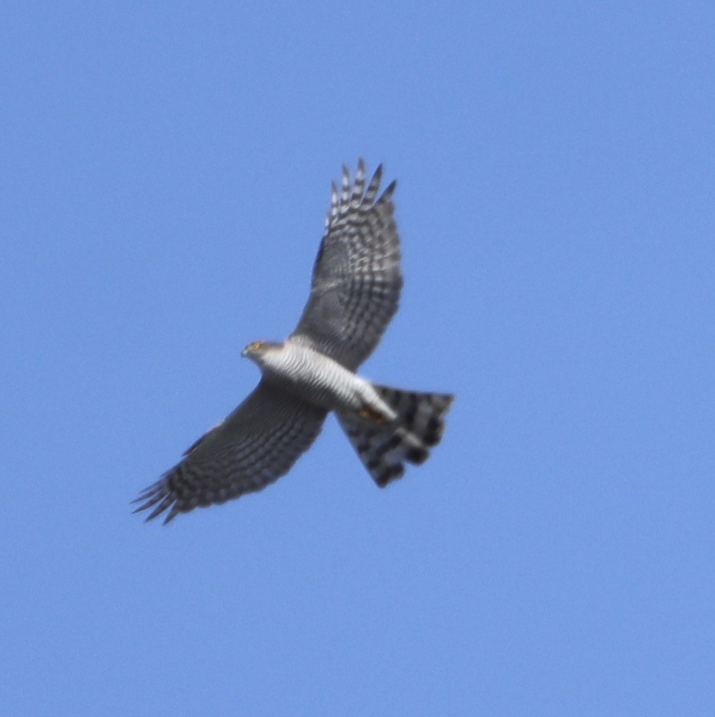 Eurasian Sparrowhawk - erdem baykus