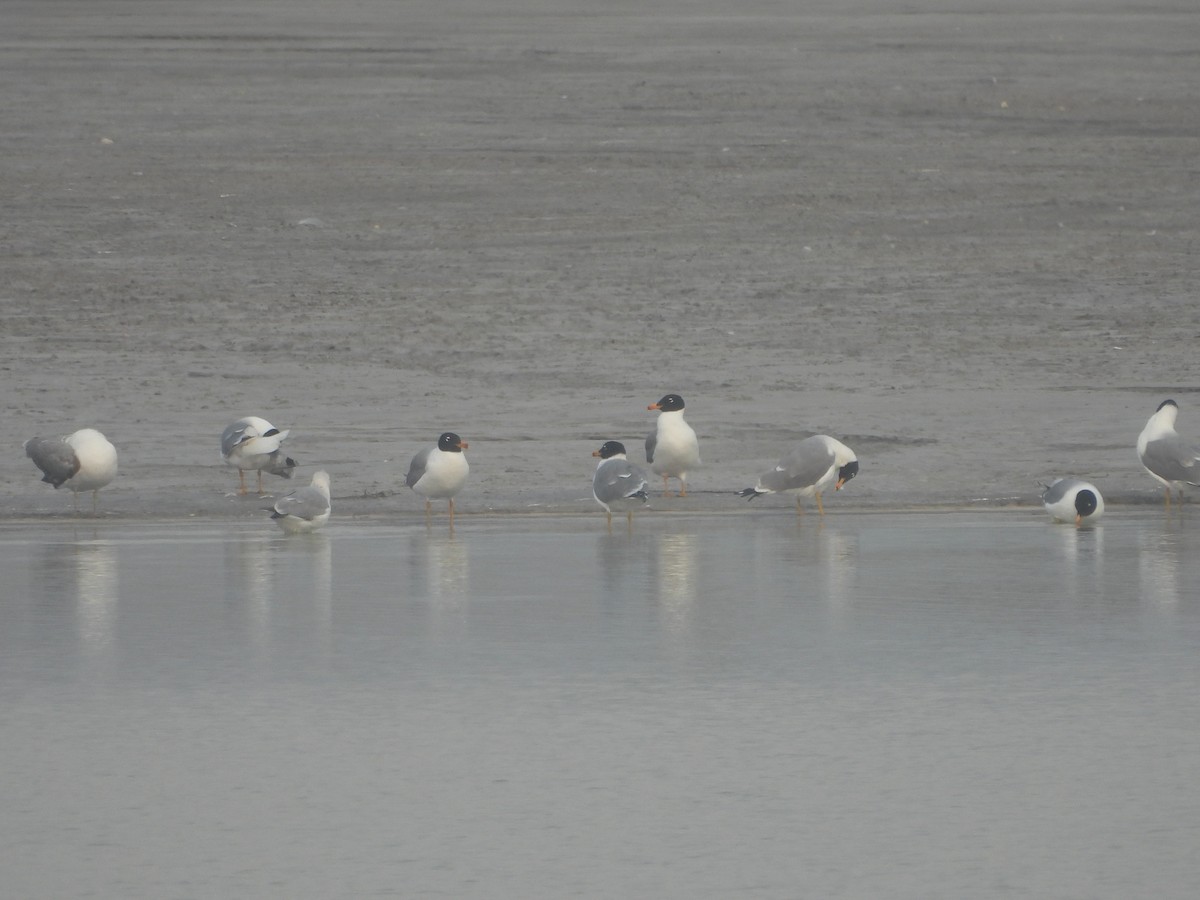 Pallas's Gull - ML615861885