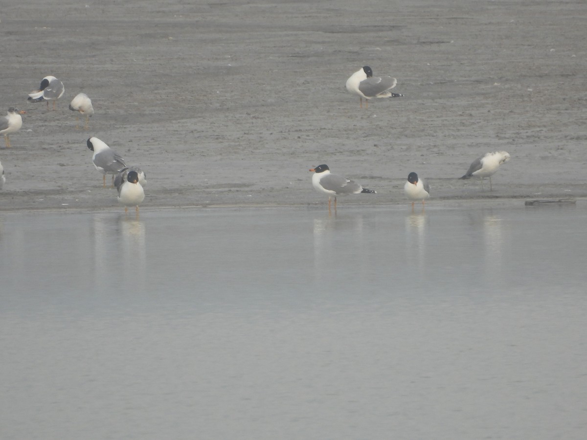 Pallas's Gull - ML615861886