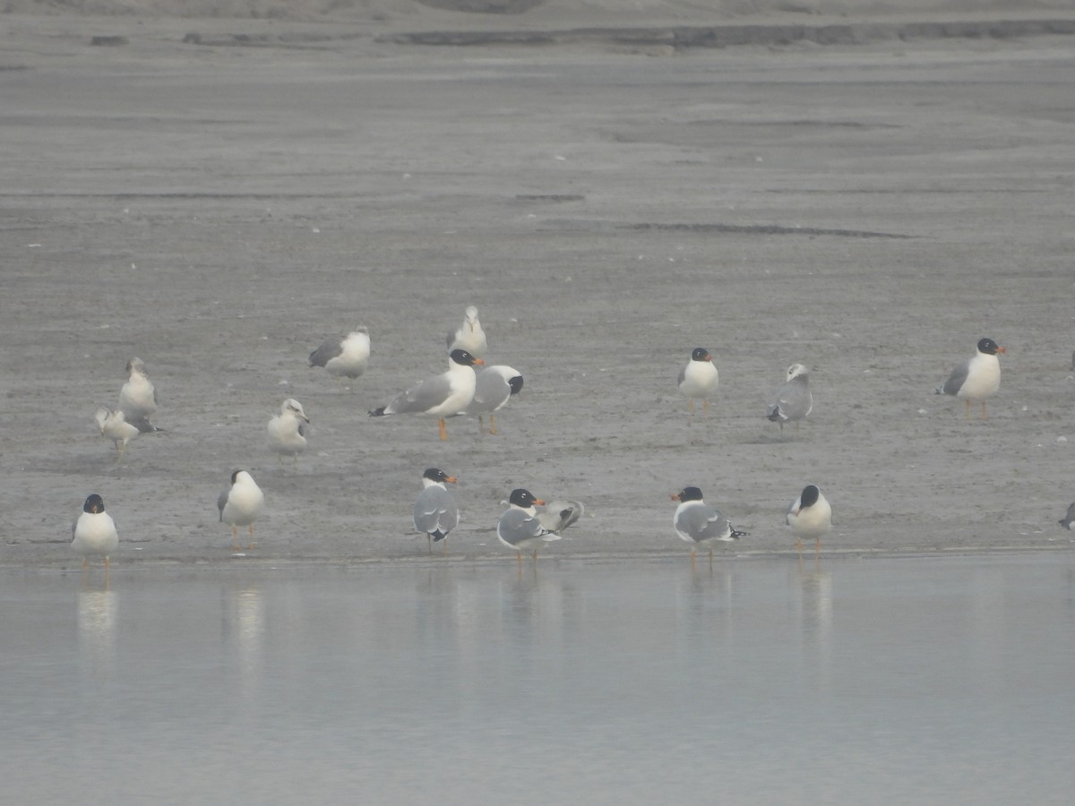 Pallas's Gull - ML615861892