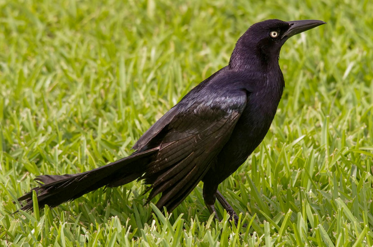 Great-tailed Grackle - ML615861939