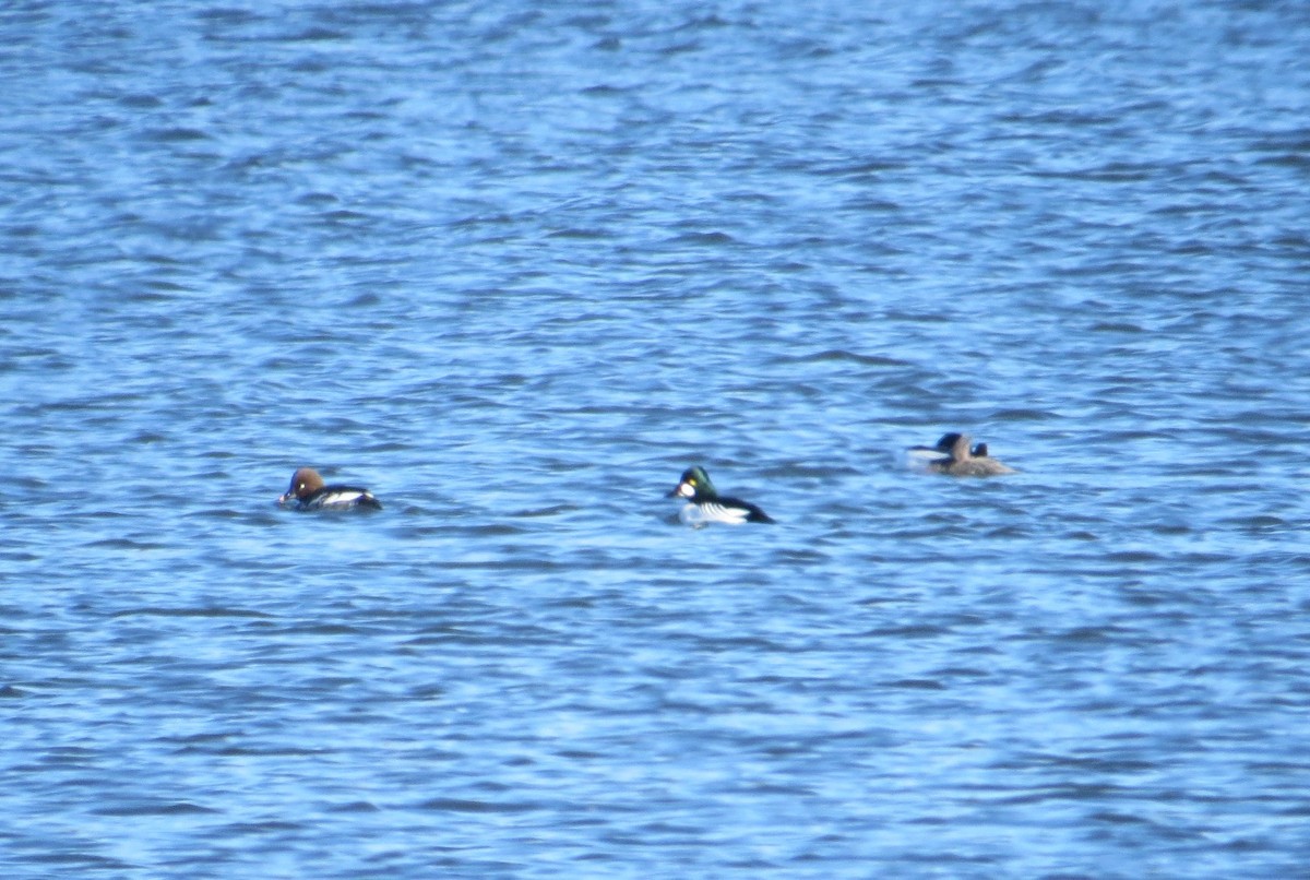 Common Goldeneye - ML615861955