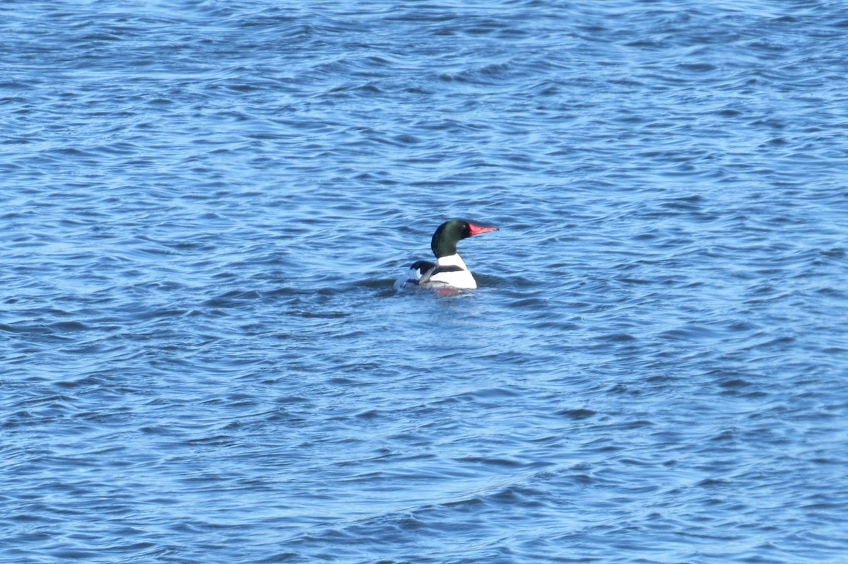 Common Merganser - ML615861958