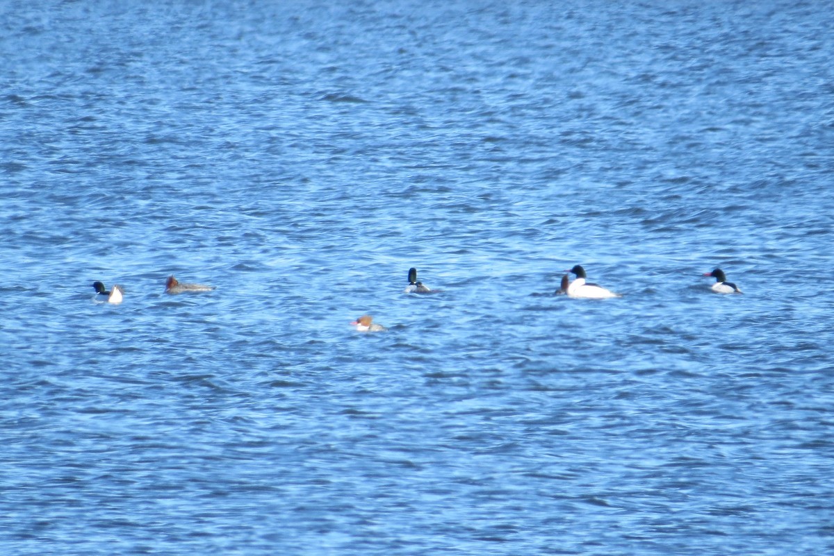 Common Merganser - Anonymous