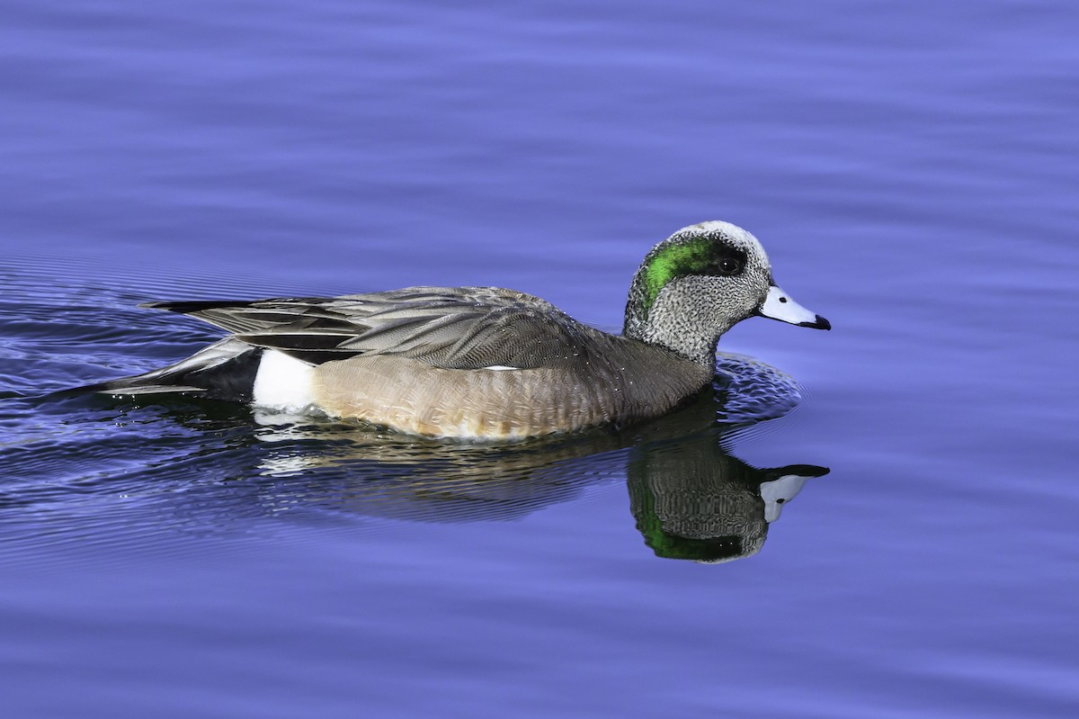 American Wigeon - ML615861968