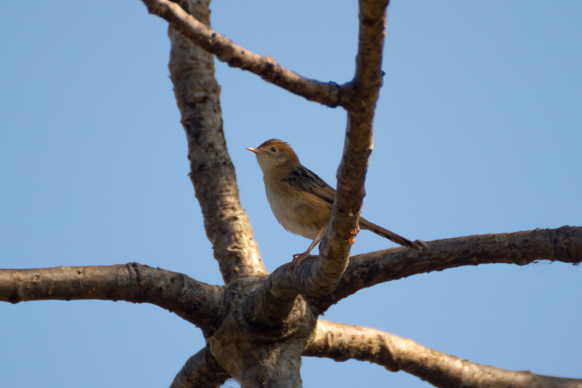 Golden-headed Cisticola - ML615861976