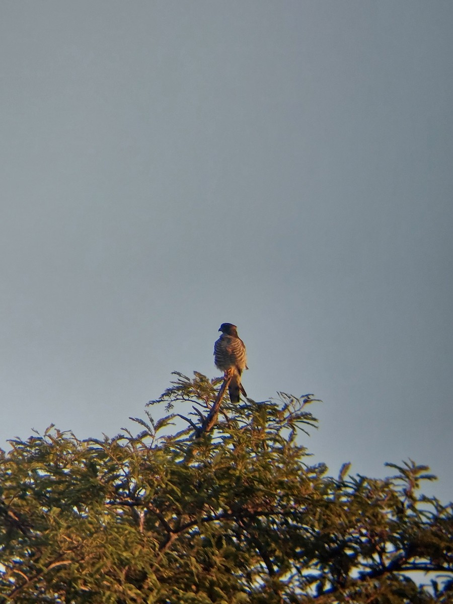 African Cuckoo-Hawk - ML615862014