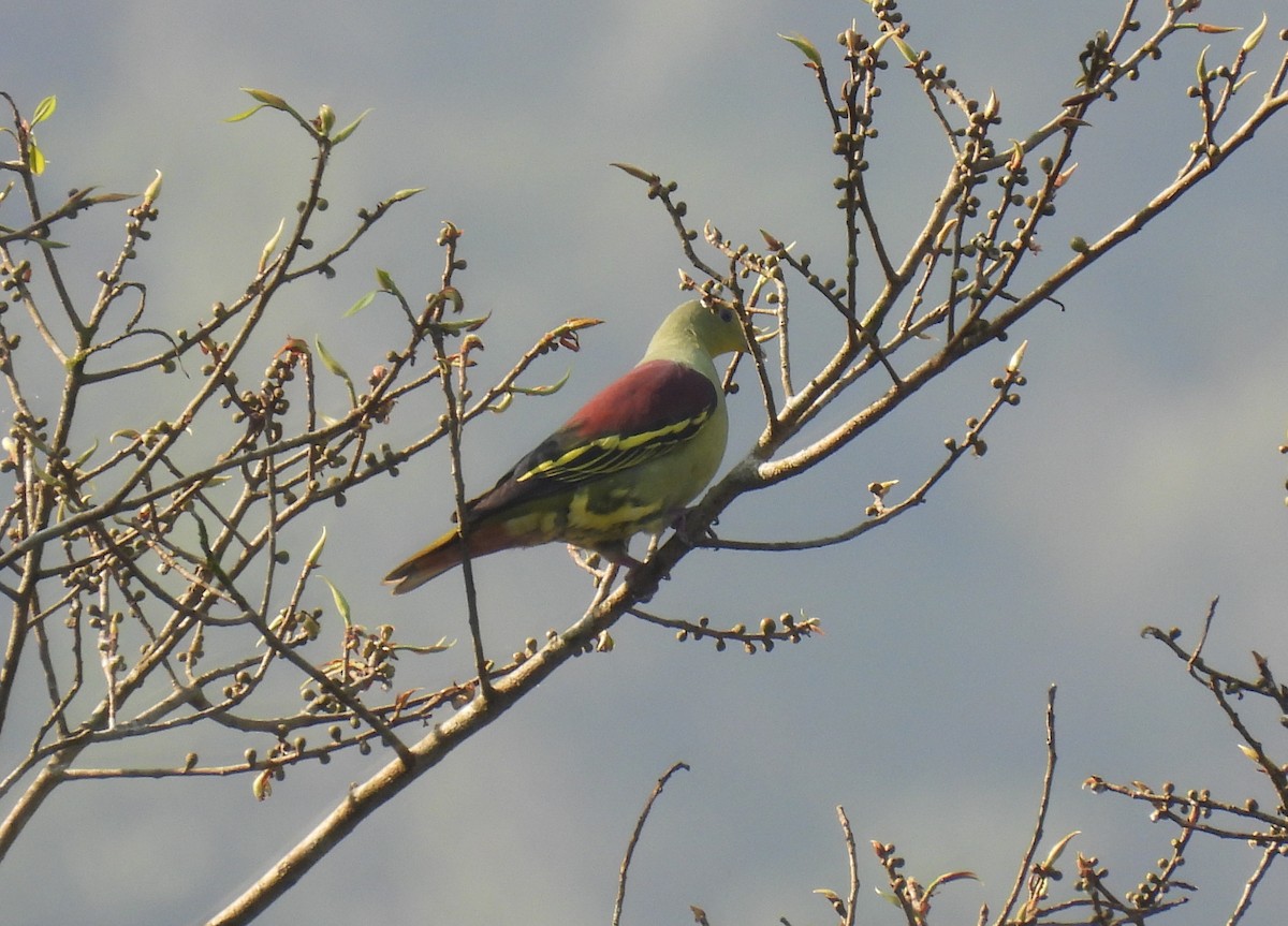 Gray-fronted Green-Pigeon - ML615862085