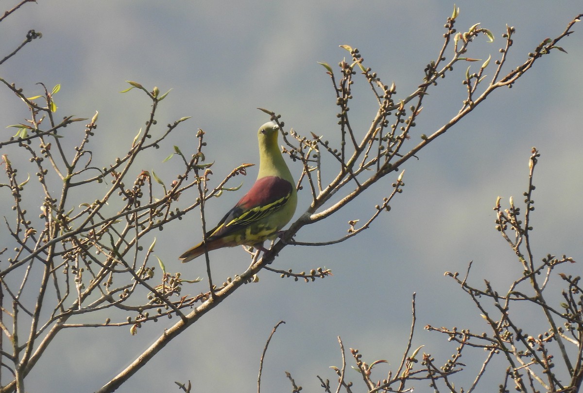 Gray-fronted Green-Pigeon - ML615862088