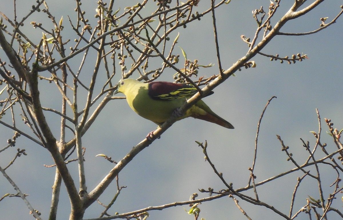 Gray-fronted Green-Pigeon - ML615862098