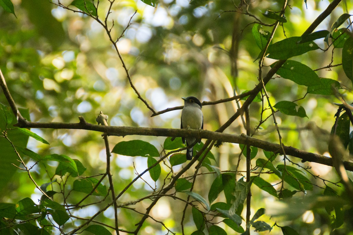 Gray-lored Broadbill - ML615862114