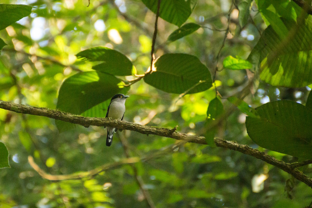 Gray-lored Broadbill - ML615862115