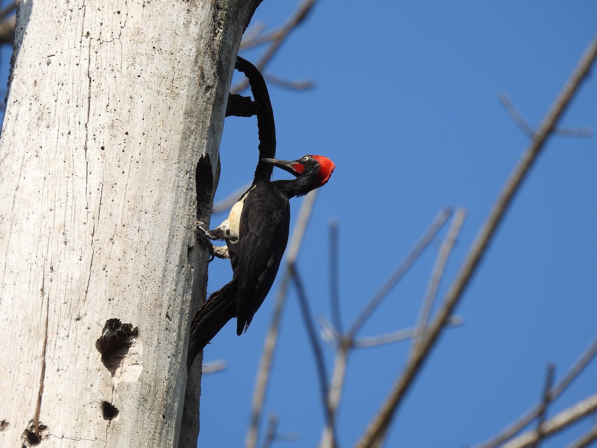 White-bellied Woodpecker - ML615862186