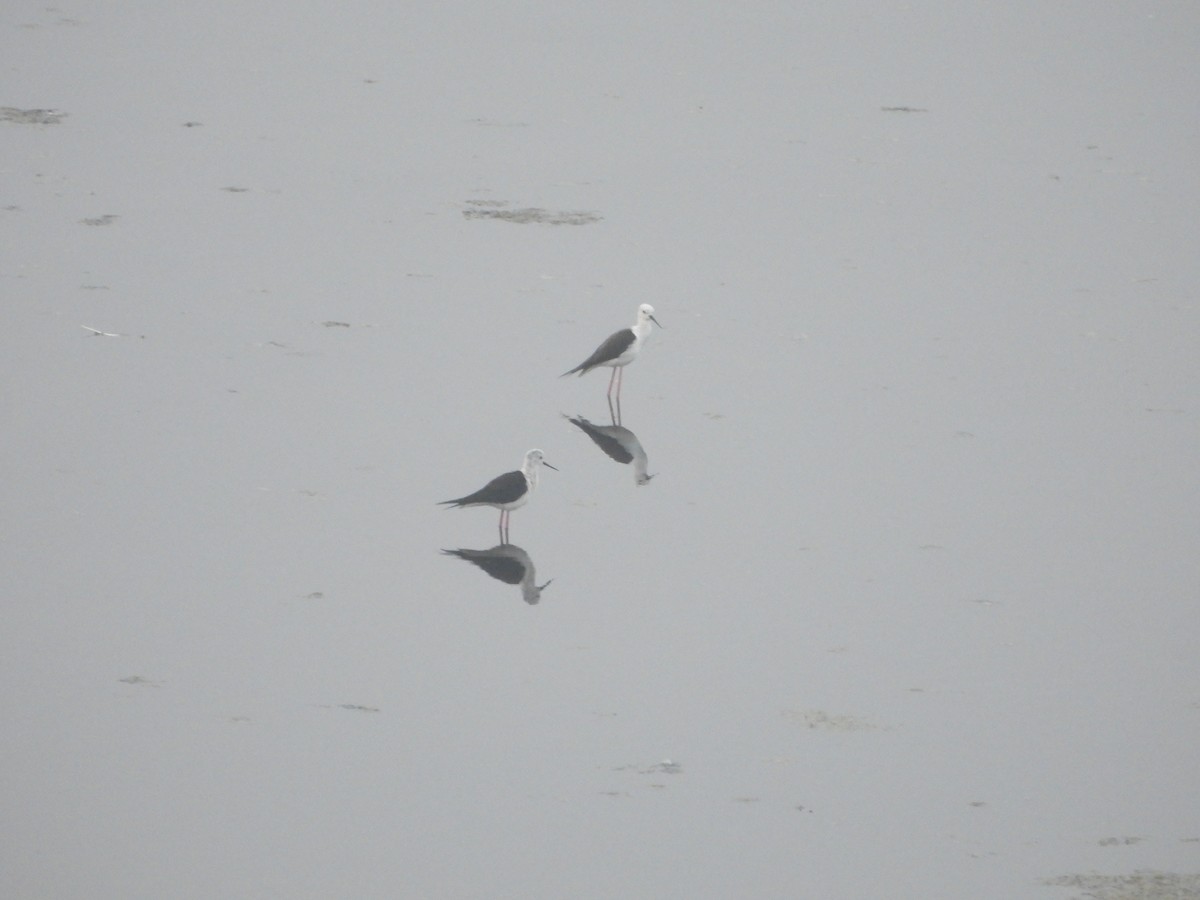 Black-winged Stilt - ML615862203