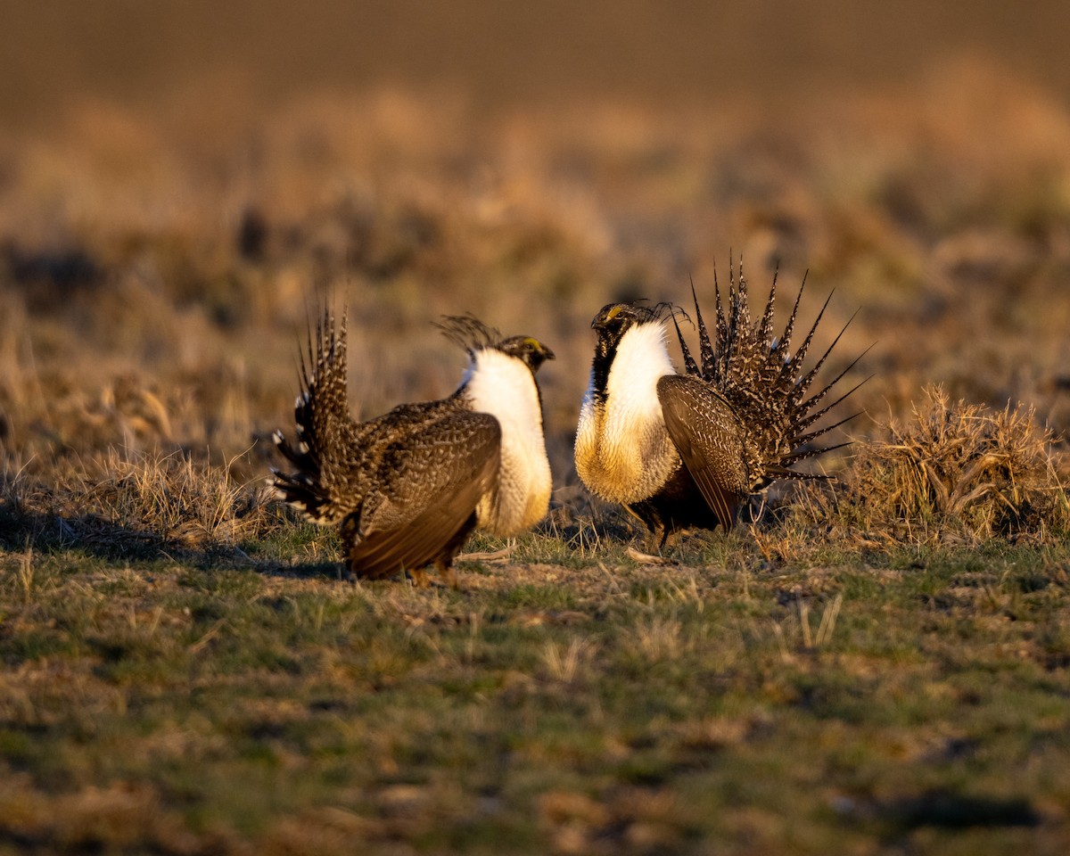 Greater Sage-Grouse - Robert Mustell
