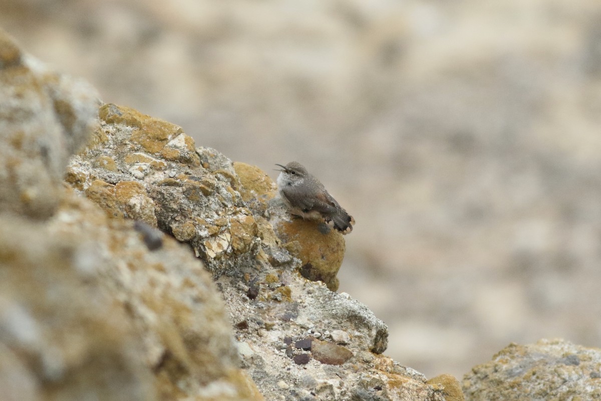 Rock Wren - ML615862341