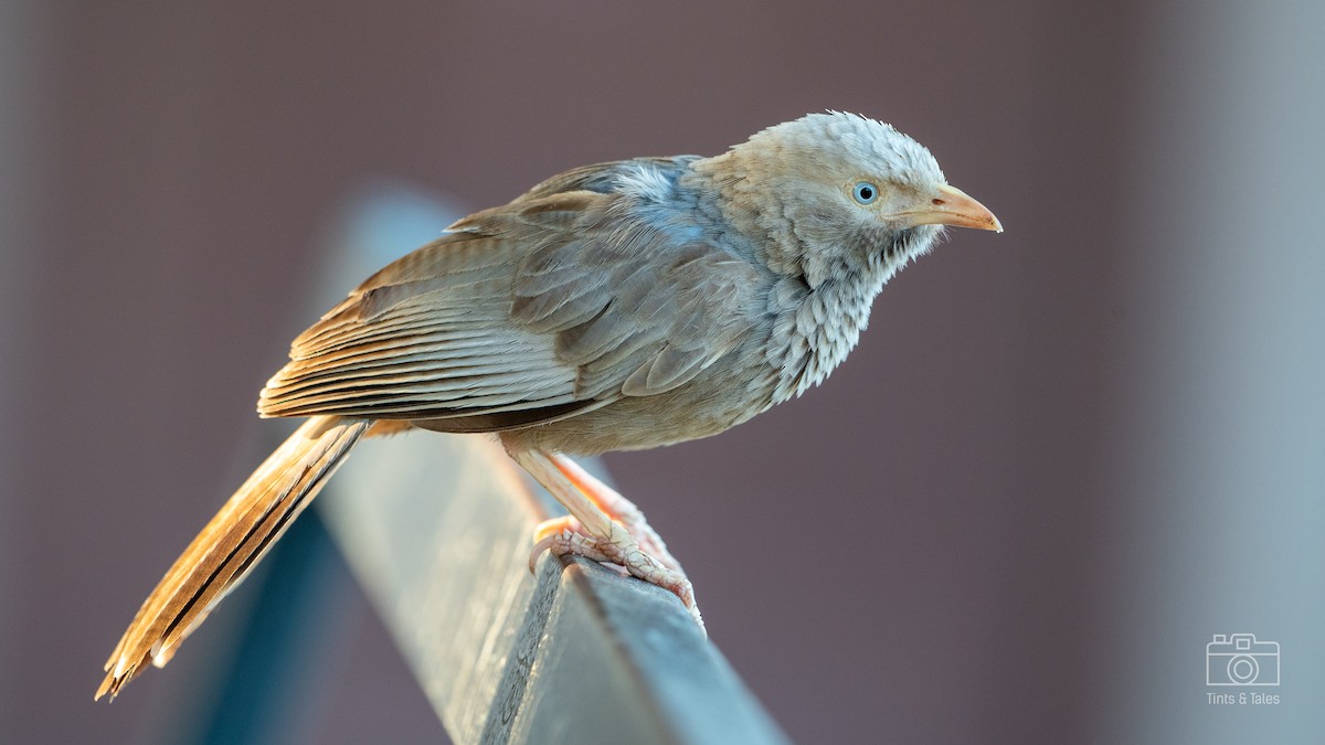 Yellow-billed Babbler - ML615862362