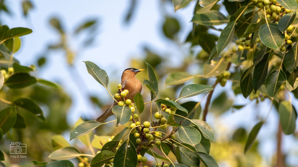 Brahminy Starling - ML615862367