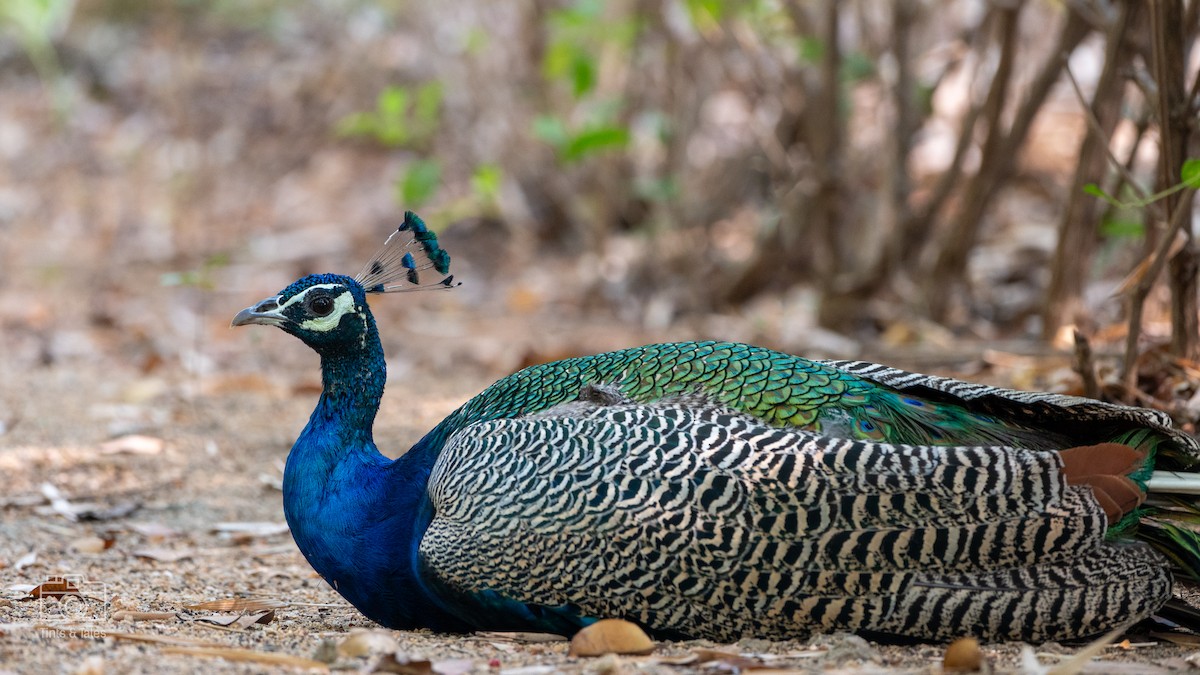 Indian Peafowl - ML615862379