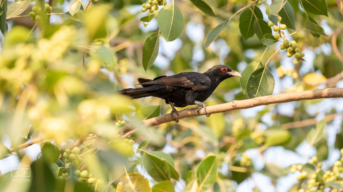 Asian Koel - ML615862388