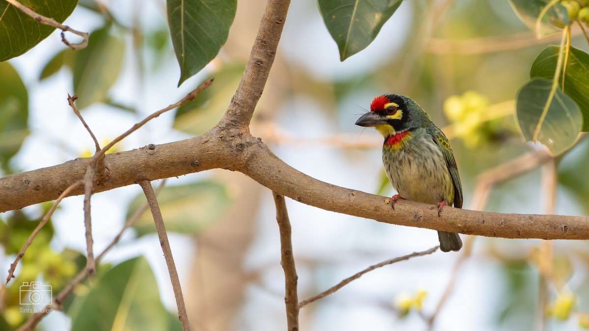 Coppersmith Barbet - ML615862402