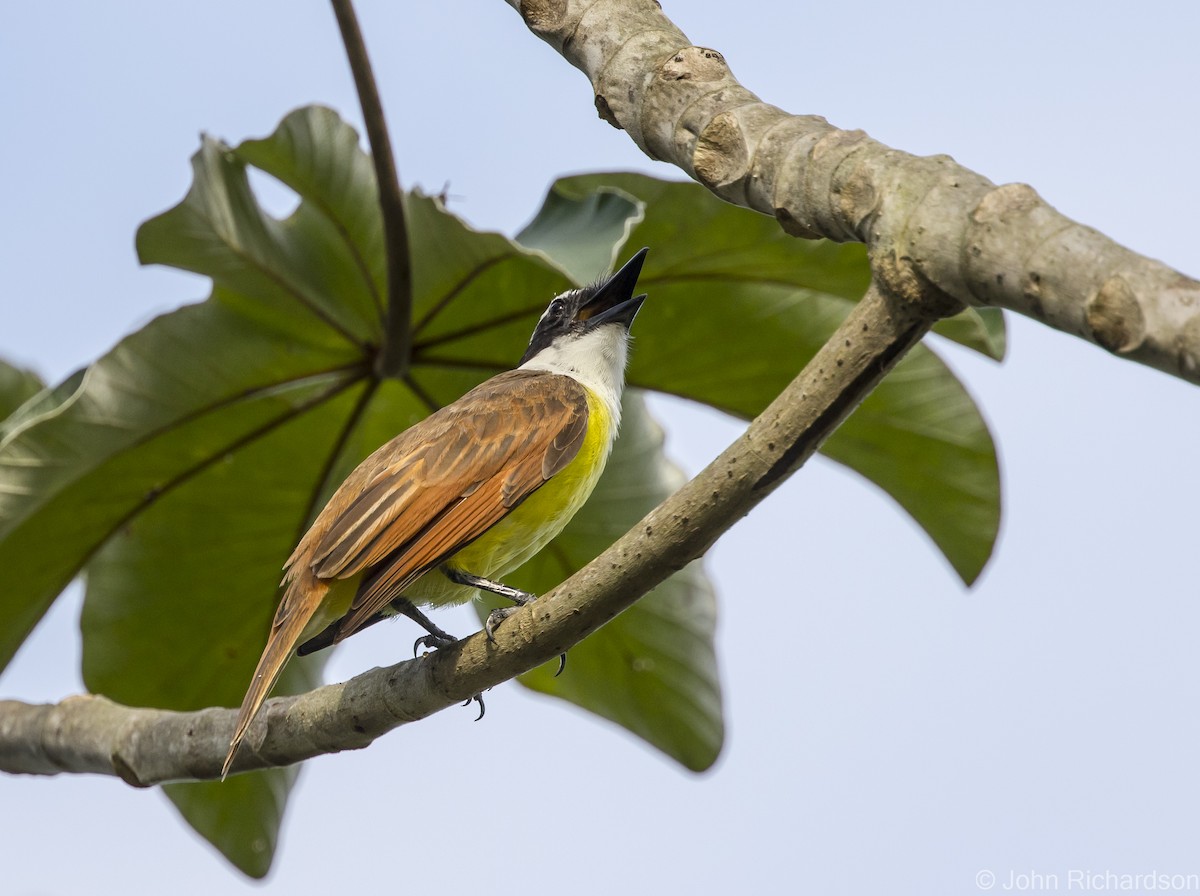 Great Kiskadee - John Richardson