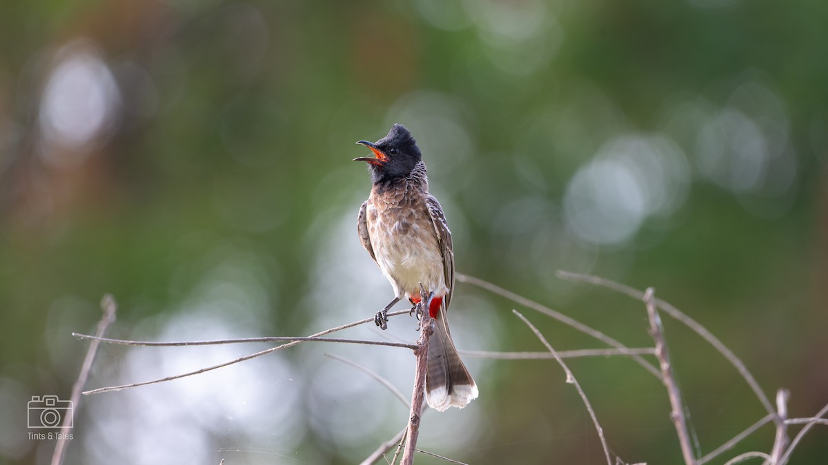 Red-vented Bulbul - ML615862412