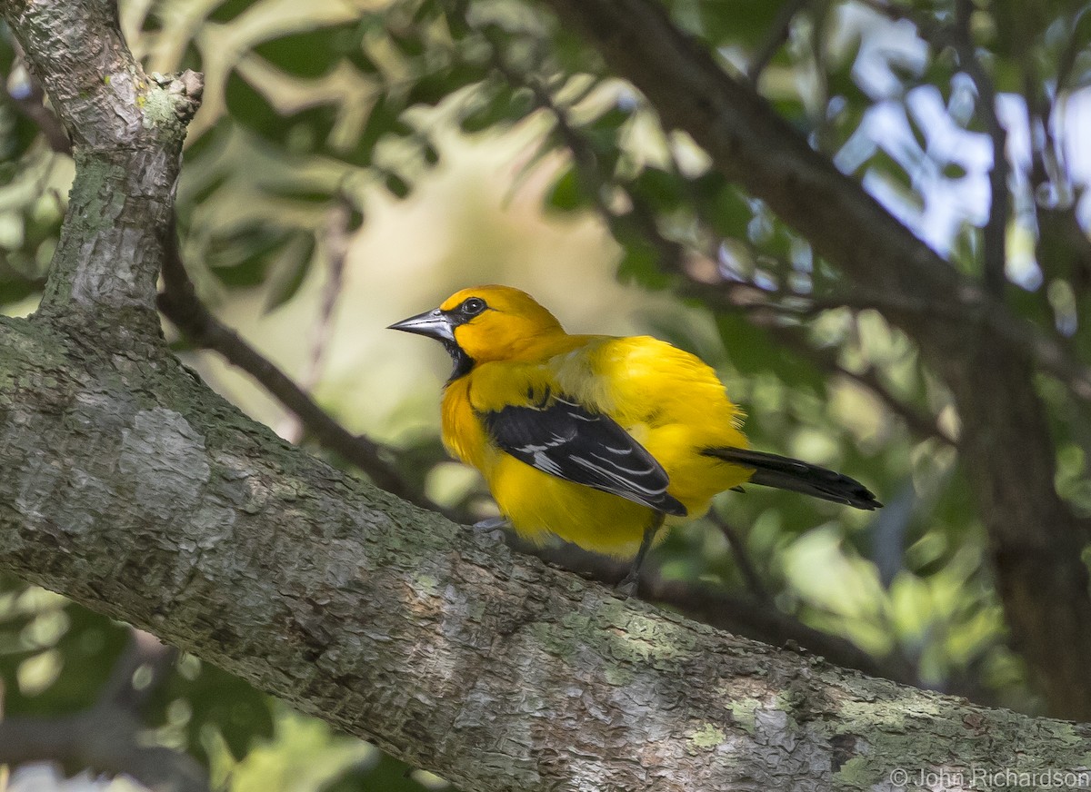 Yellow-backed Oriole - ML615862425