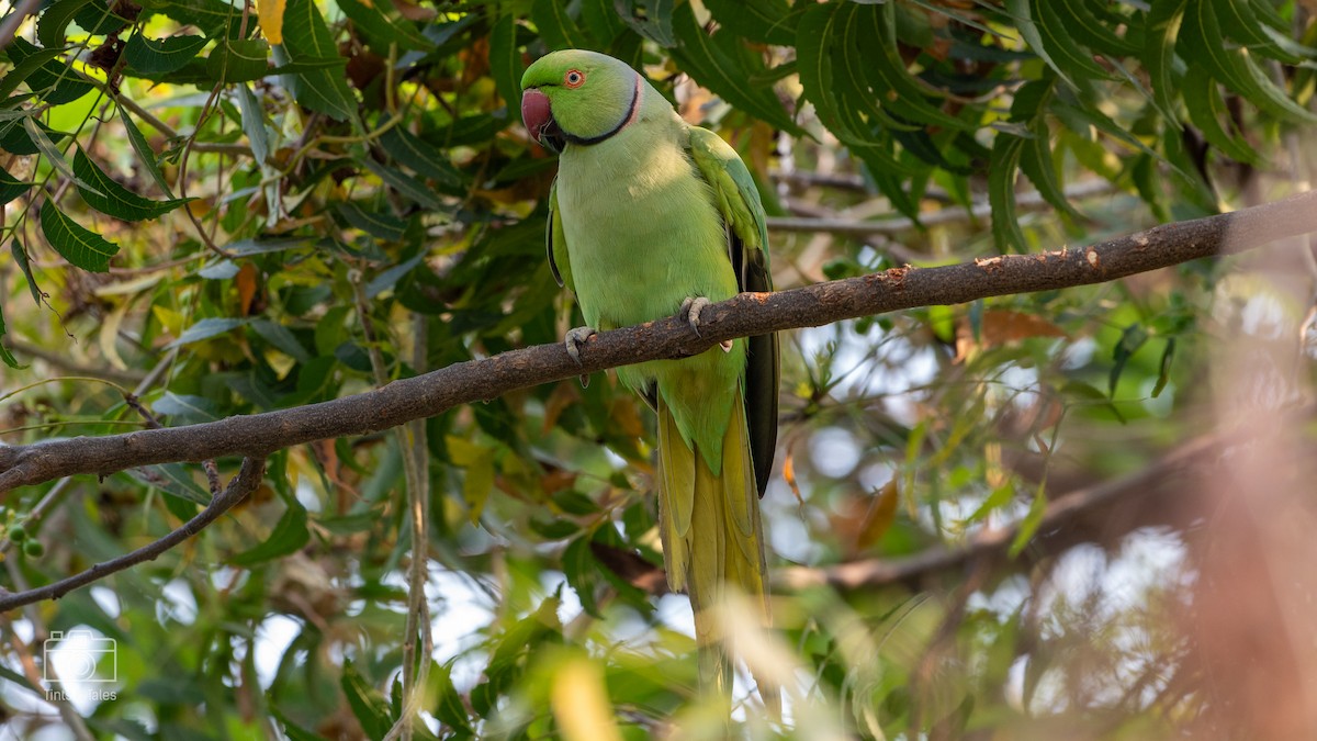 Rose-ringed Parakeet - ML615862429