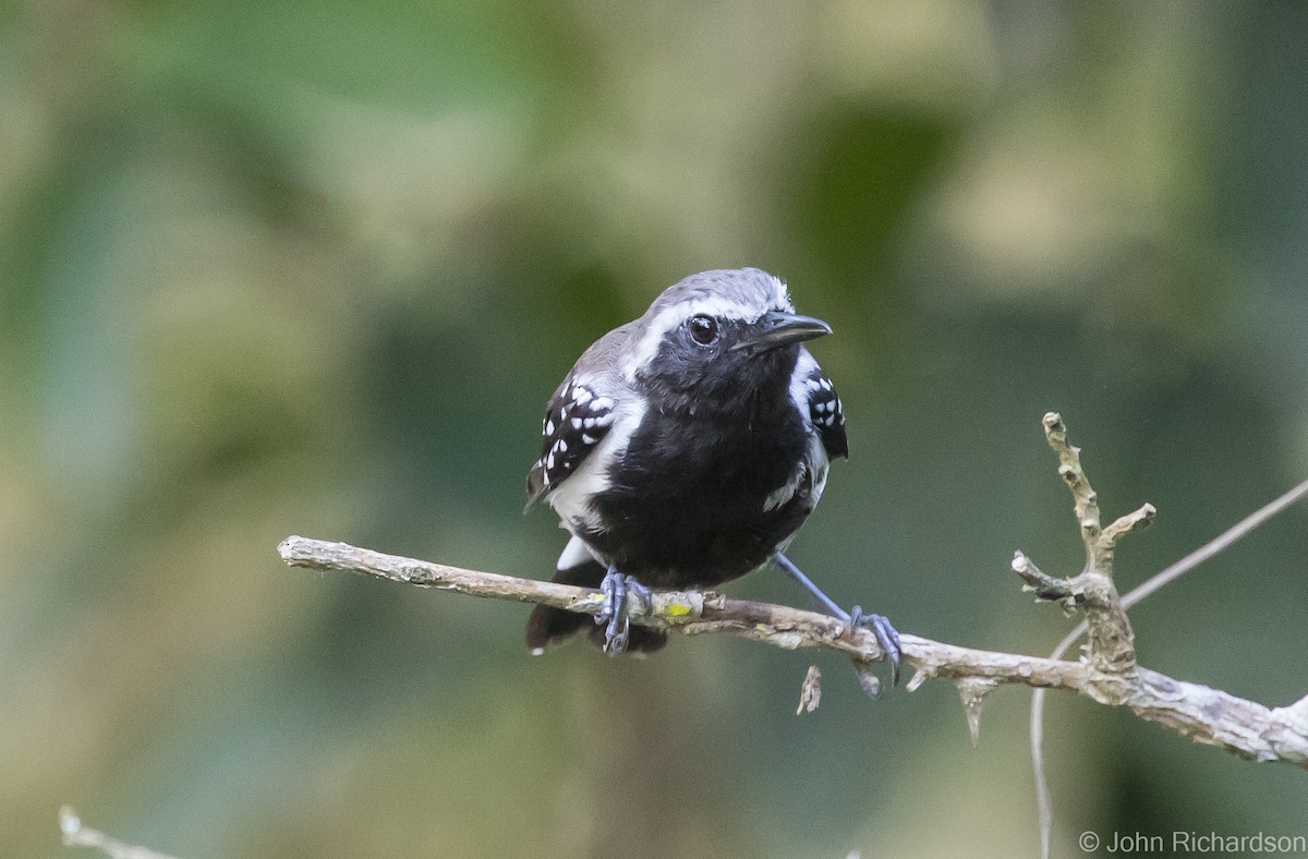 Northern White-fringed Antwren - John Richardson