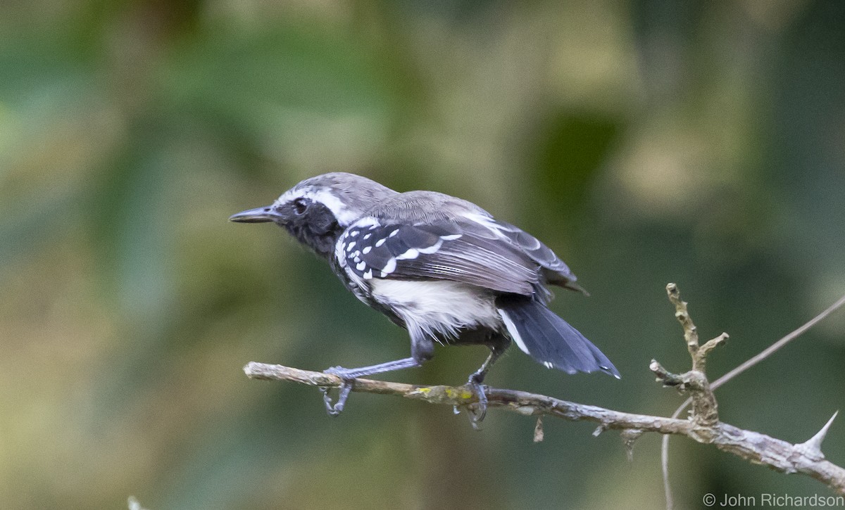 Northern White-fringed Antwren - ML615862450