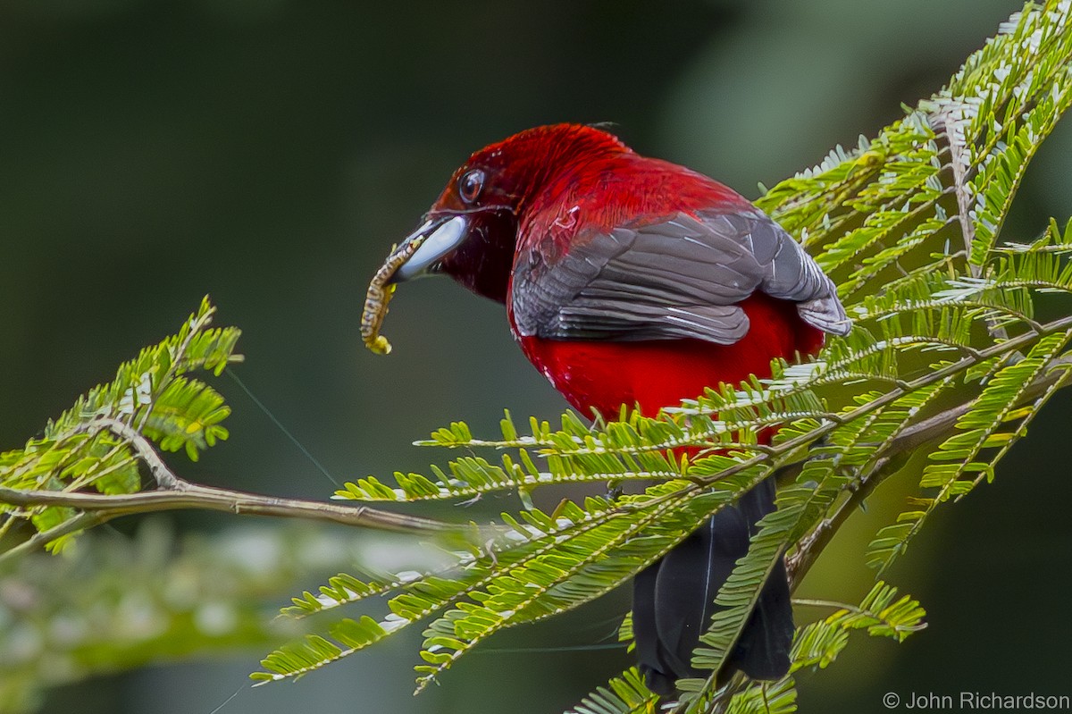 Crimson-backed Tanager - ML615862461