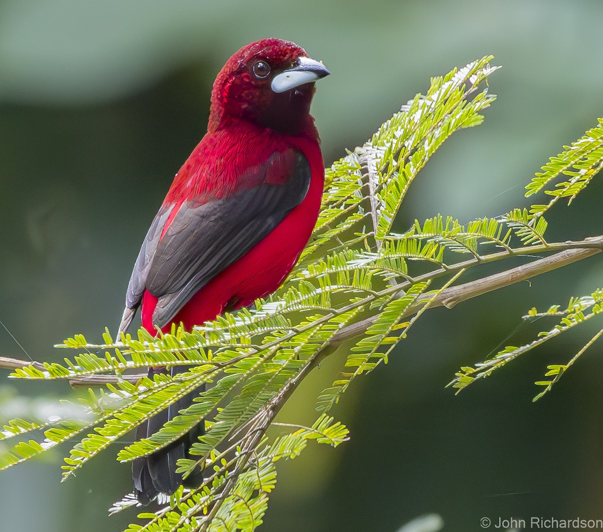 Crimson-backed Tanager - ML615862463