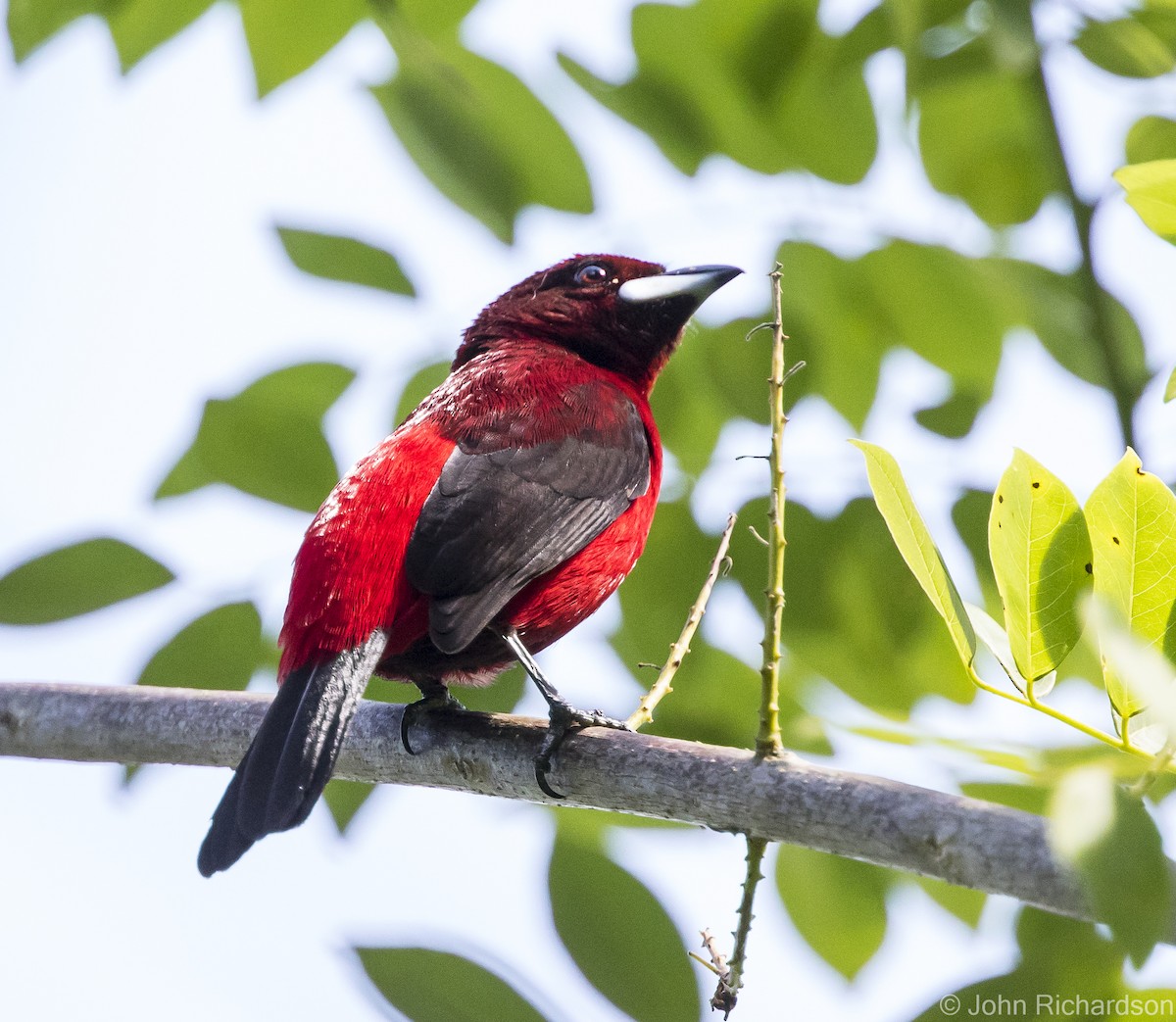 Crimson-backed Tanager - ML615862465