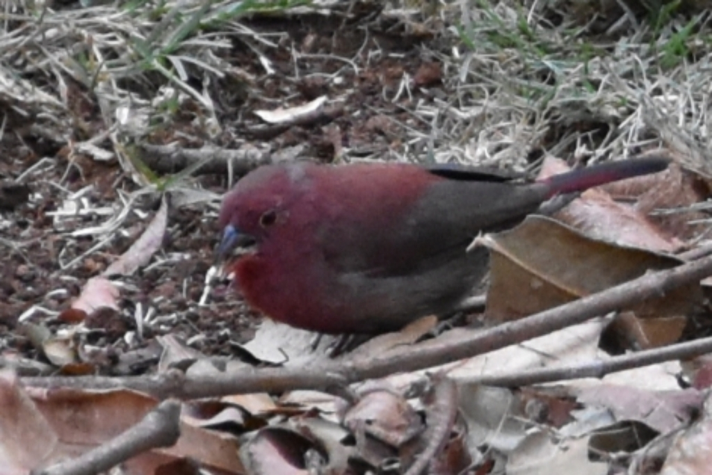 Red-billed Firefinch - ML615862467