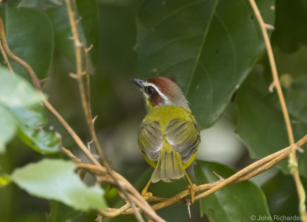 Chestnut-capped Warbler - John Richardson