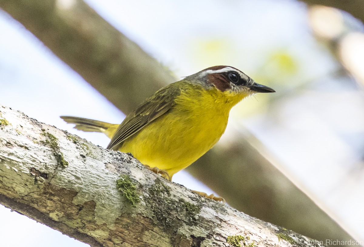 Chestnut-capped Warbler - ML615862484