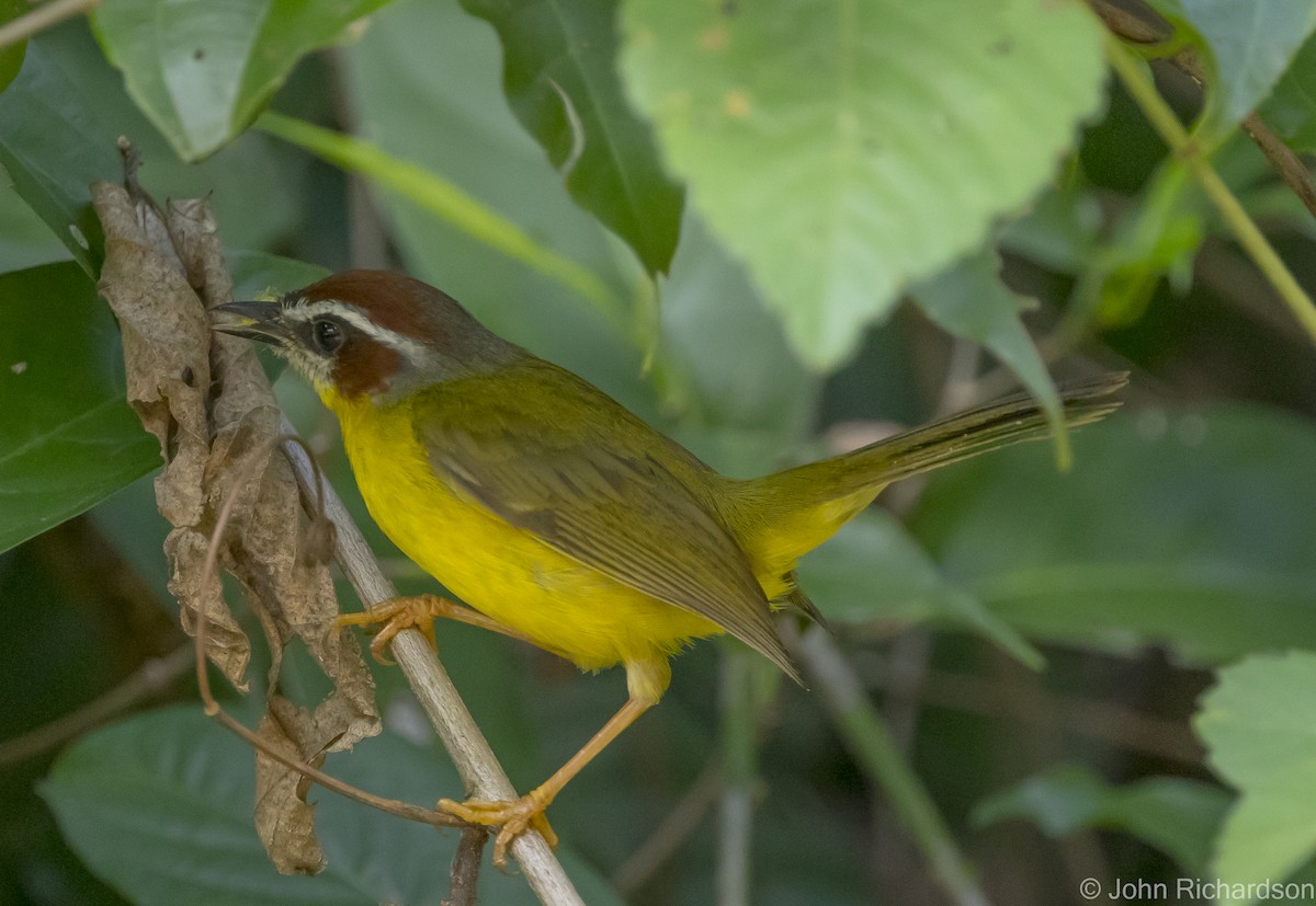 Chestnut-capped Warbler - ML615862486