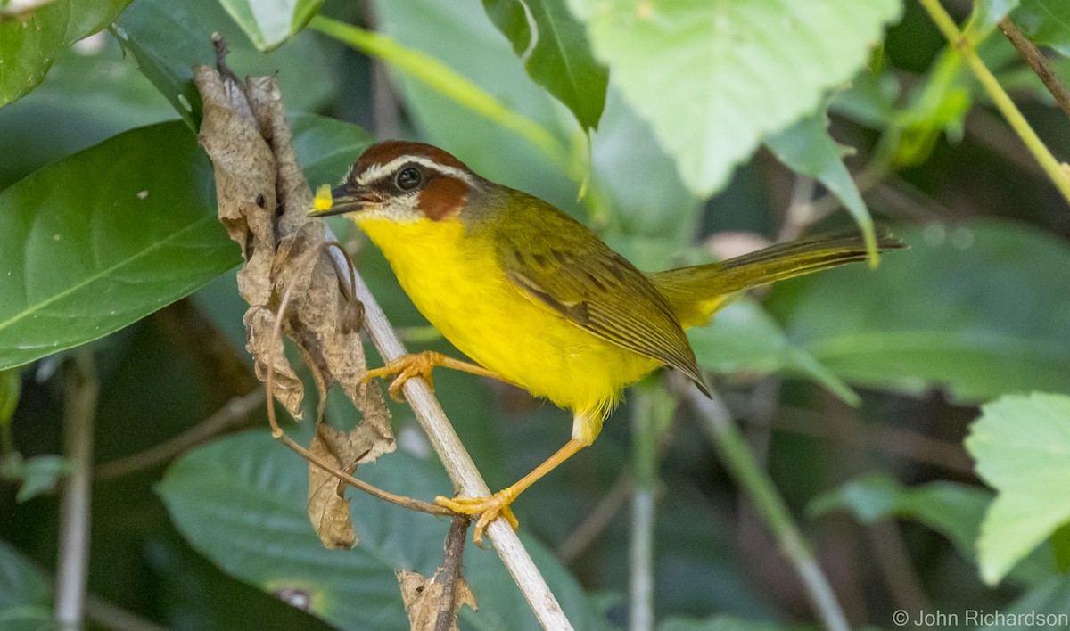 Chestnut-capped Warbler - John Richardson