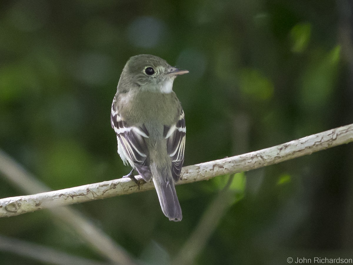 Acadian Flycatcher - John Richardson