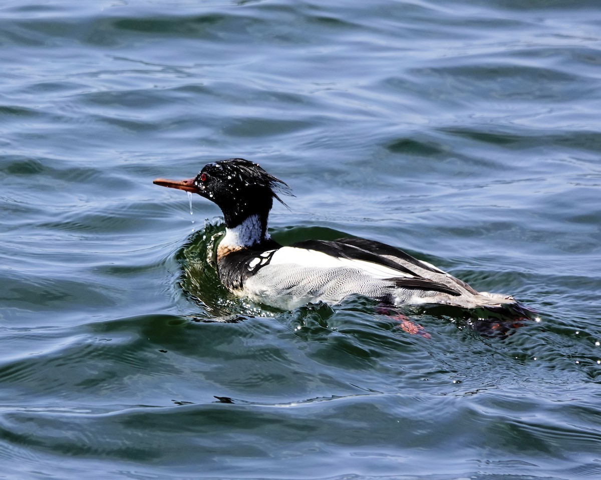 Red-breasted Merganser - ML615862565