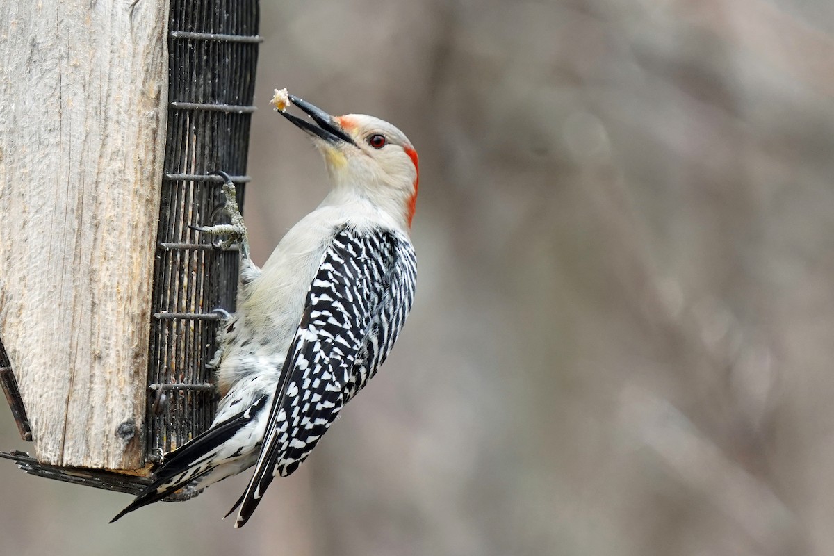 Red-bellied Woodpecker - ML615862656
