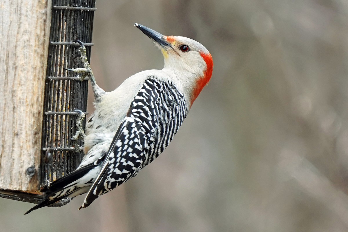 Red-bellied Woodpecker - ML615862678