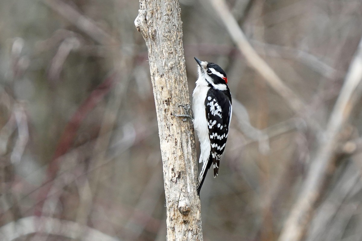 Downy Woodpecker - ML615862701