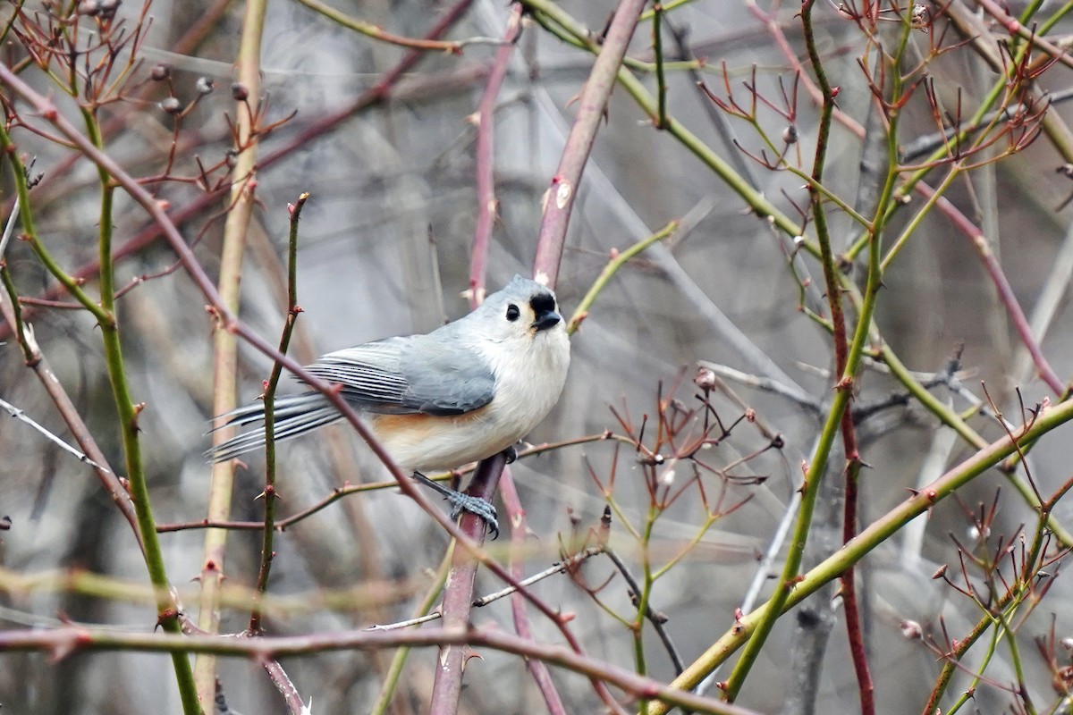 Tufted Titmouse - Dominique Langlois