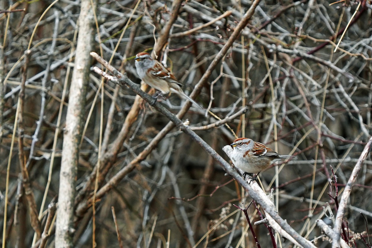 American Tree Sparrow - ML615862739