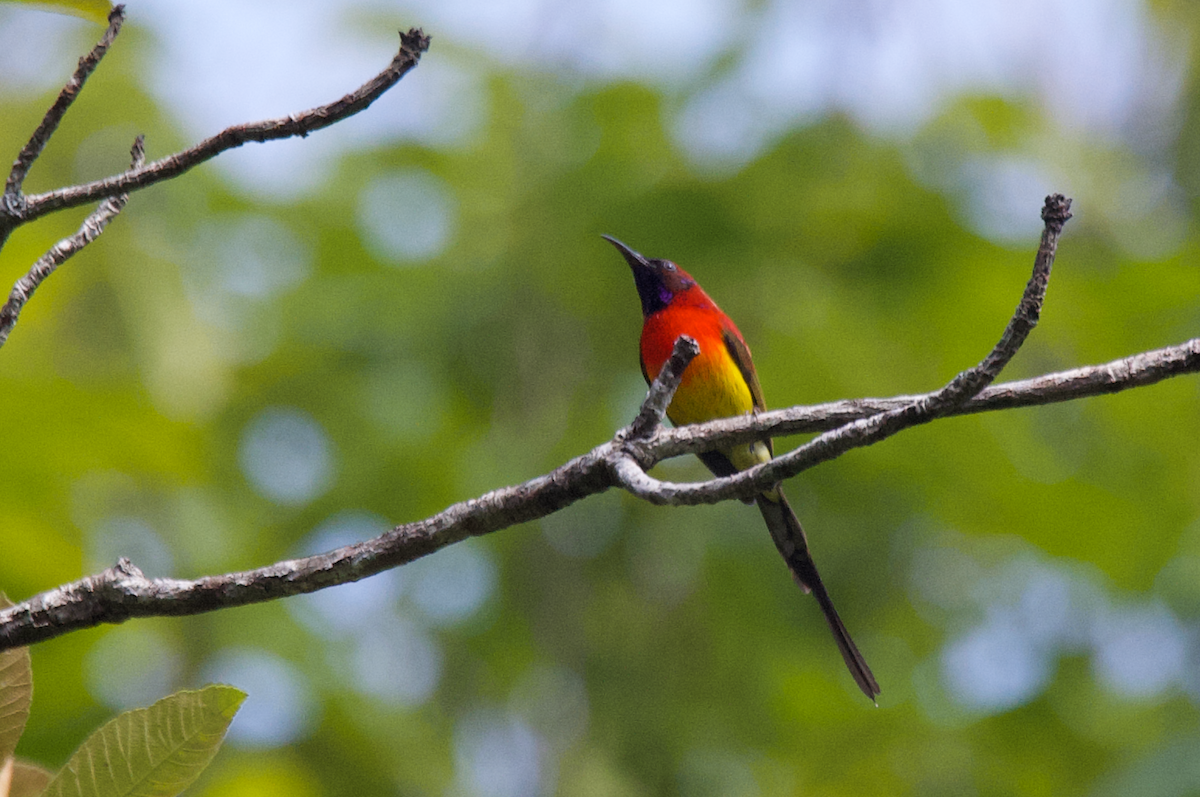 Mrs. Gould's Sunbird (Scarlet-breasted) - ML615862748