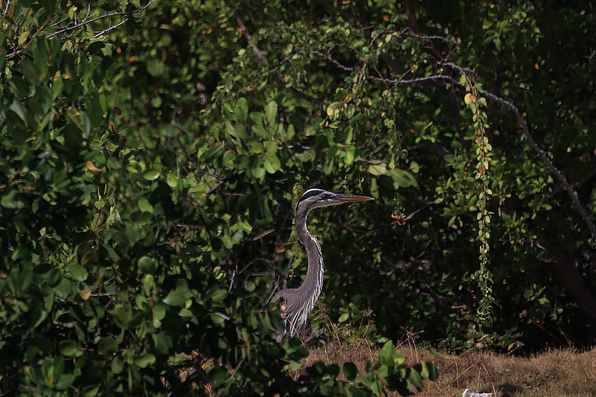 ub. hegre (Ardeidae sp.) - ML615862770